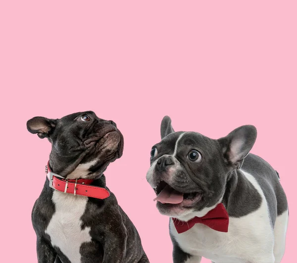 Equipe Dois Bulldogs Franceses Vestindo Colarinho Vermelho Laço Fundo Rosa — Fotografia de Stock