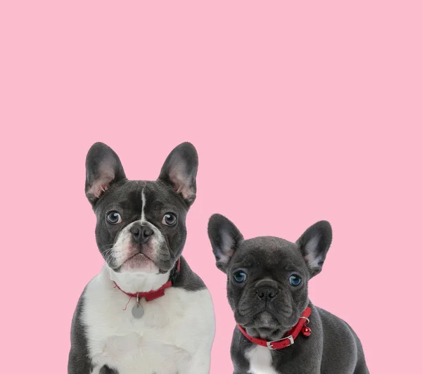 Squadra Due Bulldog Francesi Che Indossano Colletto Rosso Sfondo Rosa — Foto Stock