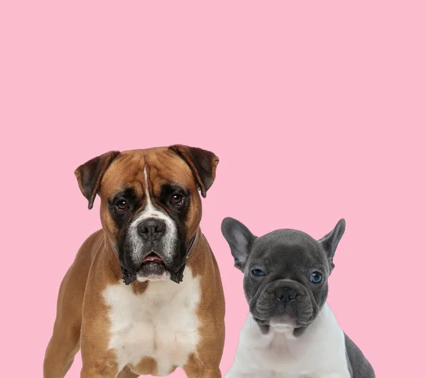 Équipe Boxeur Bouledogue Français Sur Fond Rose — Photo