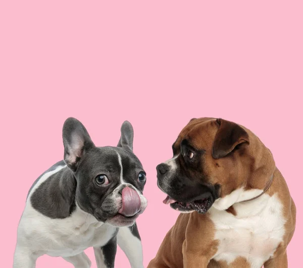 Team Aus Französischer Bulldogge Und Boxer Leckt Nase Und Hechelt — Stockfoto