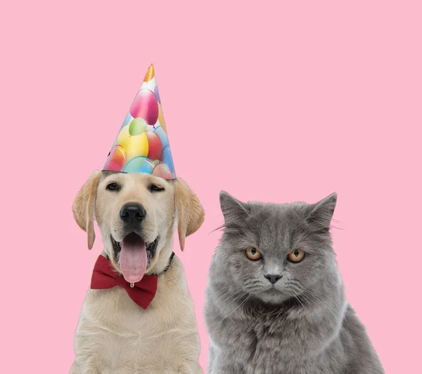 Team Labrador Retriever Wearing Birthday Hat Sticking Out Tongue British — Stock Photo, Image
