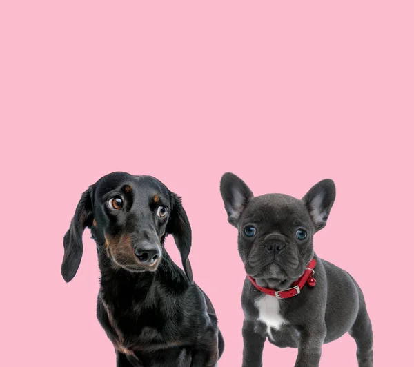 team of teckel dachshund and young pug wearing red collar on pink background