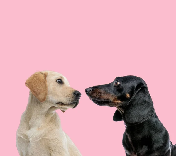 Labrador Retriever Teckel Dachshund Takımları Pembe Arka Planda Birbirlerine Bakıyorlar — Stok fotoğraf