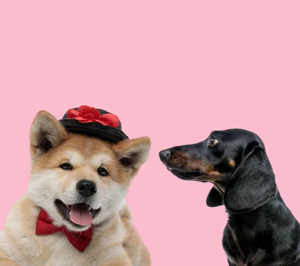 Team Akita Inu Teckel Dachshund Wearing Hat Bowtie Pink Background — Stock Photo, Image