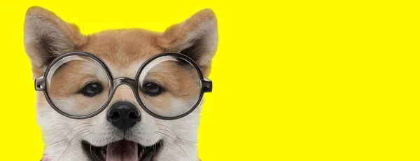 Roztomilý Akita Inu Pes Nosí Brýle Vyčnívat Jazyk Funění Žlutém — Stock fotografie