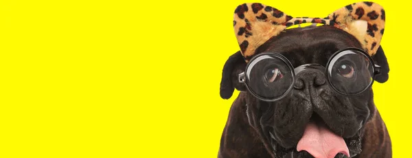 Adorable Cachorro Boxeador Con Gafas Orejas Leopardo Mirando Hacia Arriba —  Fotos de Stock