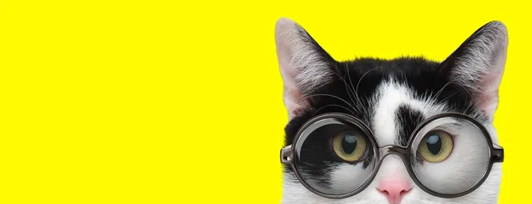 Suspicious Kitten Wearing Glasses Lurking Yellow Background — Stock Photo, Image