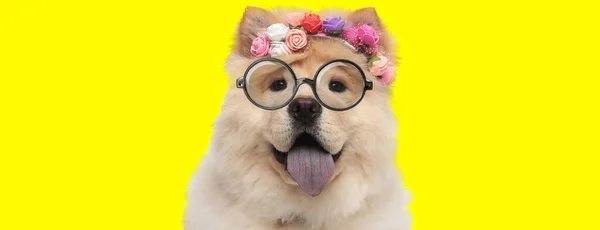 可愛いチャウ犬は花のヘッドバンドと眼鏡をかけて黄色い背景に舌をパンピングして突き出し — ストック写真