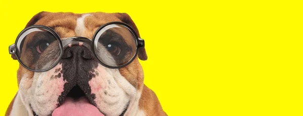 Curioso Bulldog Inglés Cachorro Con Gafas Jadeando Sobresaliendo Lengua Sobre — Foto de Stock