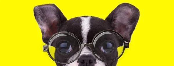 Shy French Bulldog Puppy Wearing Glasses Hiding Yellow Background — Stock Photo, Image