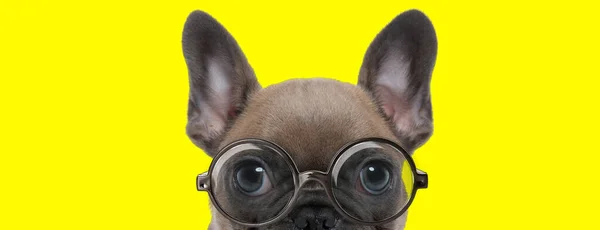 Timid French Bulldog Puppy Big Eyes Wearing Glasses Hiding Yellow — Stock Photo, Image