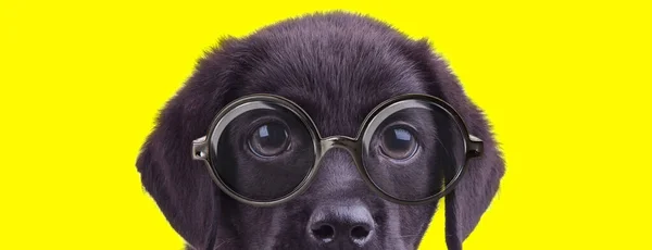 Adorable Labrador Retriever Perrito Usando Gafas Escondido Sobre Fondo Amarillo —  Fotos de Stock