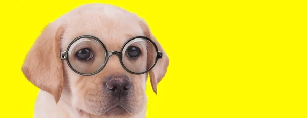 悲しいですラブラドールレトリバー子犬で大きな目をして眼鏡をかけ黄色の背景を見て — ストック写真
