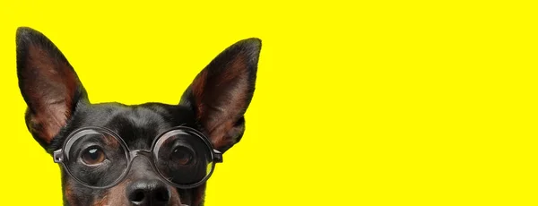 Suspeito Pincher Cão Vestindo Óculos Escondendo Fundo Amarelo — Fotografia de Stock