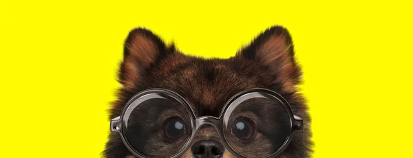 Δειλό Σκυλί Pomeranian Spitz Φοράει Γυαλιά Και Κρύβεται Κίτρινο Φόντο — Φωτογραφία Αρχείου