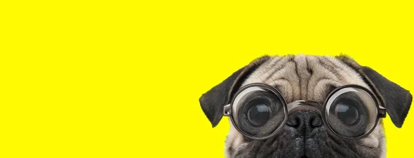 Tímido Perro Pug Con Grandes Ojos Con Gafas Escondido Fondo — Foto de Stock