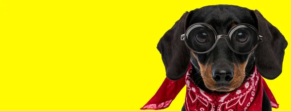 Nørdet Teckel Gravhund Hund Iført Briller Bandana Gul Baggrund - Stock-foto