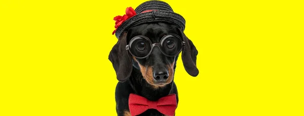 Прелестная Такельная Собака Бабочке Очках Шляпе Желтом Фоне — стоковое фото