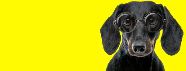 Αξιολάτρευτο Σκυλί Teckel Dachshund Μεγάλα Μάτια Φορώντας Γυαλιά Κίτρινο Φόντο — Φωτογραφία Αρχείου