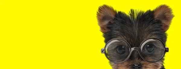 Tímido Yorkshire Terrier Cachorro Vestindo Óculos Escondendo Fundo Amarelo — Fotografia de Stock