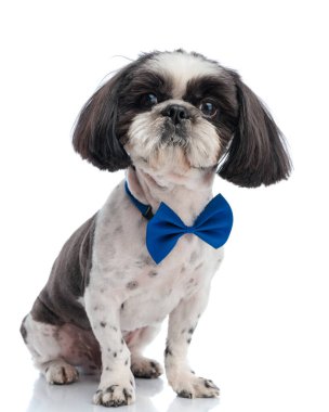 Mavi papyonlu zarif küçük shih tzu köpek yavrusu ileriye bakıyor ve beyaz arka planda oturuyor.