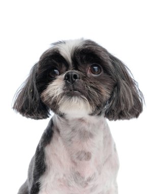 Küçük şirin Shih Tzu köpek yavrusunun portresi beyaz arka planın önünde oturuyor.