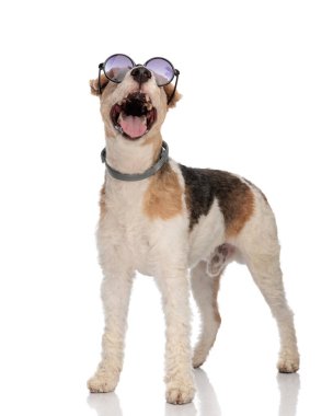 Heyecanlı, güneş gözlüklü köpek yavrusu beyaz arka planda dikilirken yukarı bakıyor ve nefes nefese.