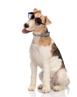 Meraklı tilki teriyeri köpek. Güneş gözlüklü, başını yana eğmiş, soluk soluğa ve beyaz arka planda otururken başka tarafa bakıyor.