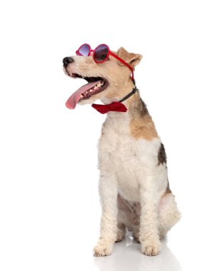 Kırmızı gözlüklü, papyonlu, beyaz arka planda otururken diline bakan, diline yapışmış sevimli tel saçlı teriyer köpeği.