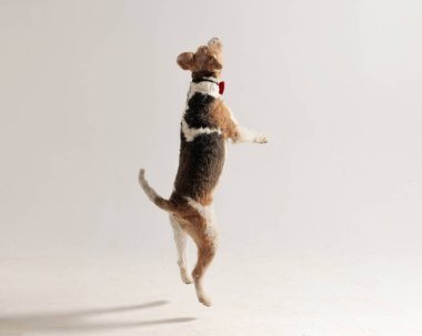 Papyonlu sevimli tilki teriyer köpeği gri arka planda yukarı bakıyor ve havaya zıplıyor.