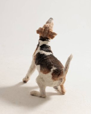 Gri arkaplanın önüne atlamaya hazırlanan sevimli bir tilki teriyerinin arka görüntüsü.