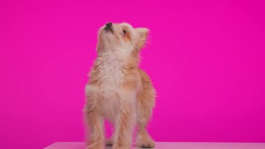 Tatlı Pomeranya köpeğinin yan görünüşü aç gözlü ve meraklı, yukarı bakıyor ve pembe arka planda oturuyor.