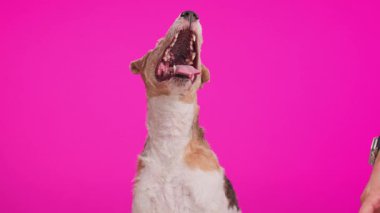 Meraklı tilki teriyer köpek pembe arka planda otururken insan eliyle dikkati dağılıyor.