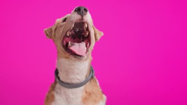 Heyecanlı tilki teriyer köpeği dili dışarı fırlamış, merak ediyor ve pembe arka planda otururken bir şeyler yemek istiyor.