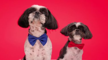 Mavi ve kırmızı papyonlu şık shih tzu köpek kardeşler kırmızı arka planda oturup ileriye bakıyorlar.