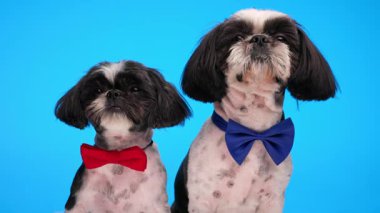 tapılası 2 shih tzu yavrusu papyonlarıyla yukarı bakıyor ve mavi arka planda oturuyor.