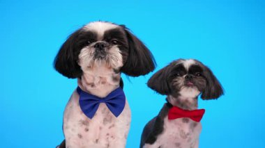 tapılası aç gözlü shih tzu yavruları papyonlu burunlarını yalıyorlar, açlar ve mavi arka plana bakıyorlar.