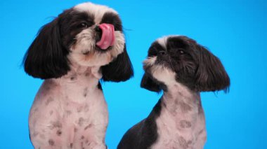 Güzel 2 shih tzu köpek kardeş dillerini çıkarıp burnunu yalarken mavi arka planda oturuyorlar.