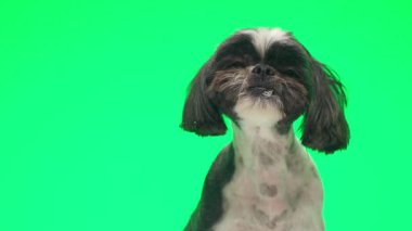 Aç Shih Tzu köpeği aç gözlü ve yeşil arka planda otururken şeffaf cam yalıyor.