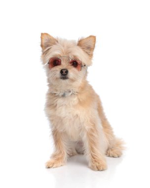 Geçmişe dönük güneş gözlüklü şirin Pomeranian köpekleri beyaz arka planda oturuyorlar.