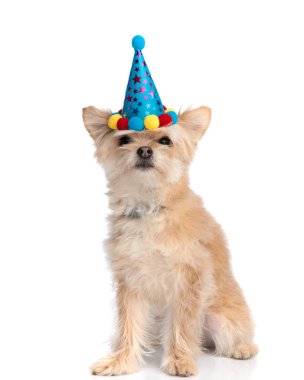 Sevimli, küçük Pomeranya köpeciği. Doğum günü partisi şapkası takıyor. Püskülleri ileri bakıyor ve beyaz arka planda oturuyor.