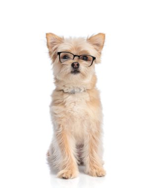 Gözlüklü sevimli Pomeranya köpeciği ileriye bakıyor ve beyaz arka planda oturuyor.