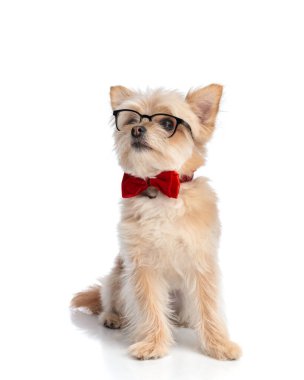 Papyonlu ve gözlüklü küçük Pomeranian tükürük köpek yavrusu yukarı bakıyor ve beyaz arka planda oturuyor.