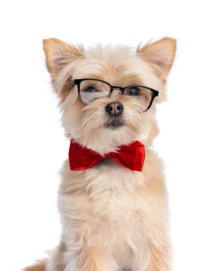 Gözlüklü, kırmızı papyonlu, beyaz arka planda oturan ve ileriye bakan sevimli, zeki Pomeranya köpekleri.