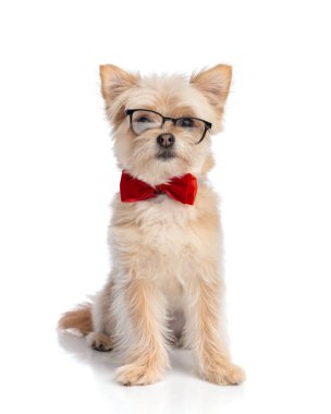 Gözlüklü, kırmızı papyonlu ve beyaz arka planda oturan sevimli Pomeranian Spitz.