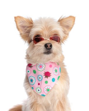 Pembe bandanalı, güneş gözlüklü, beyaz arka planda oturan sevimli Pomeranya köpeği.