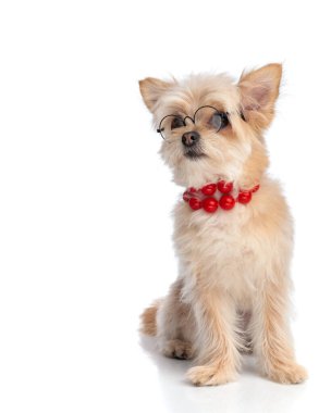 Kırmızı boncuk kolye takan ve beyaz arka planda otururken yan tarafa bakan gözlüklü küçük Pomeranian tükürük köpeği