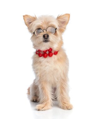 Gözlüklü ve kırmızı boncuklu güzel Pomeranya köpekleri beyaz arka planda oturup ileriye bakıyorlar.