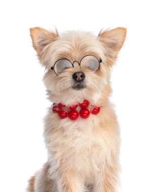 Kırmızı boncuk kolyeli, gözlüklü, beyaz arka planda oturan sevimli Pomeranya tükürüklü kadın.