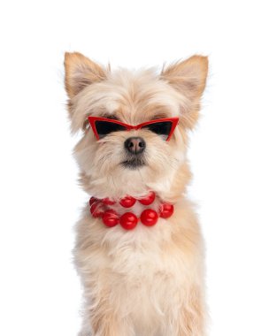 Kırmızı boncuklu ve güneş gözlüklü zarif Pomeranya köpekli bayan beyaz arka planda oturuyor.